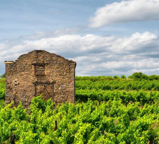 Visite vignoble Languedoc